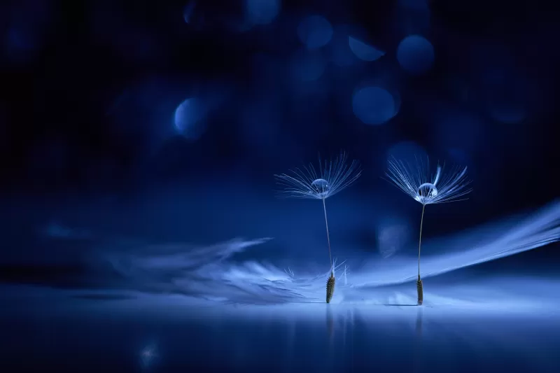 Dandelion flowers, Water drops, Macro, Bokeh Background, Blue background