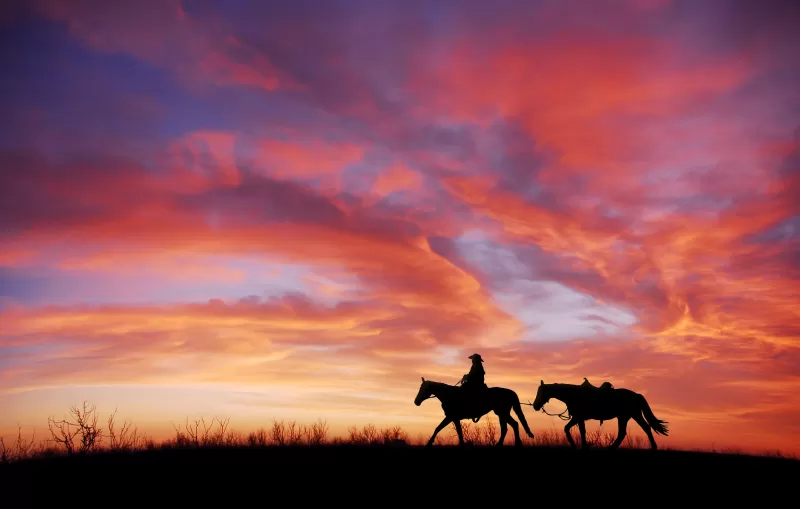 Cowboy, Horses, Silhouette, Dawn, Sunset