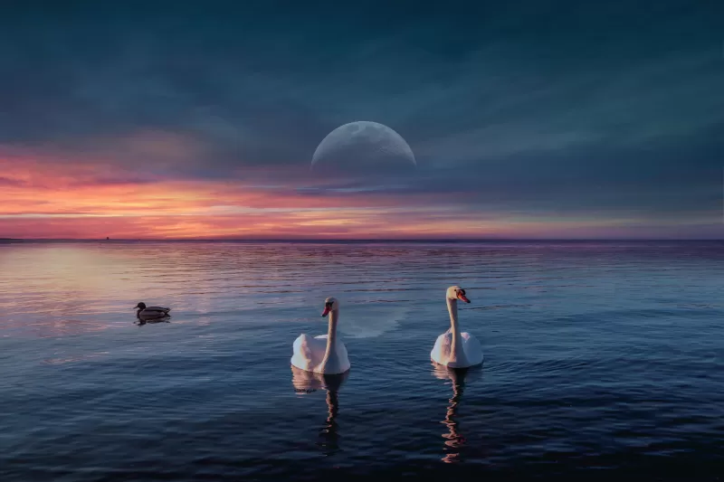 Swans, Lake, Birds, Sunset, Moon, Horizon, 5K, 8K