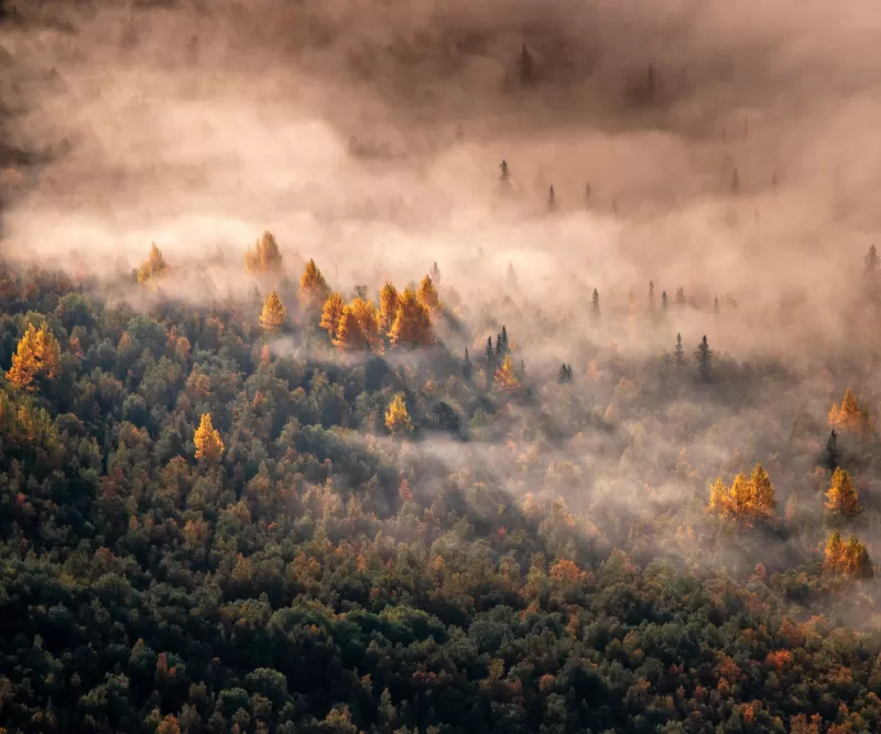 Autumn Forest, Aerial view, Mist, Morning light