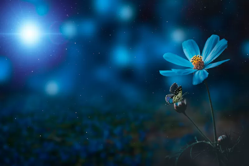 Blue flower, Pollination, Butterfly, Bokeh, Sunlight, Blue light, 5K, 8K