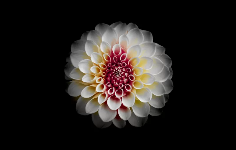 White Dahlia, Black background, Dahlia flower, AMOLED