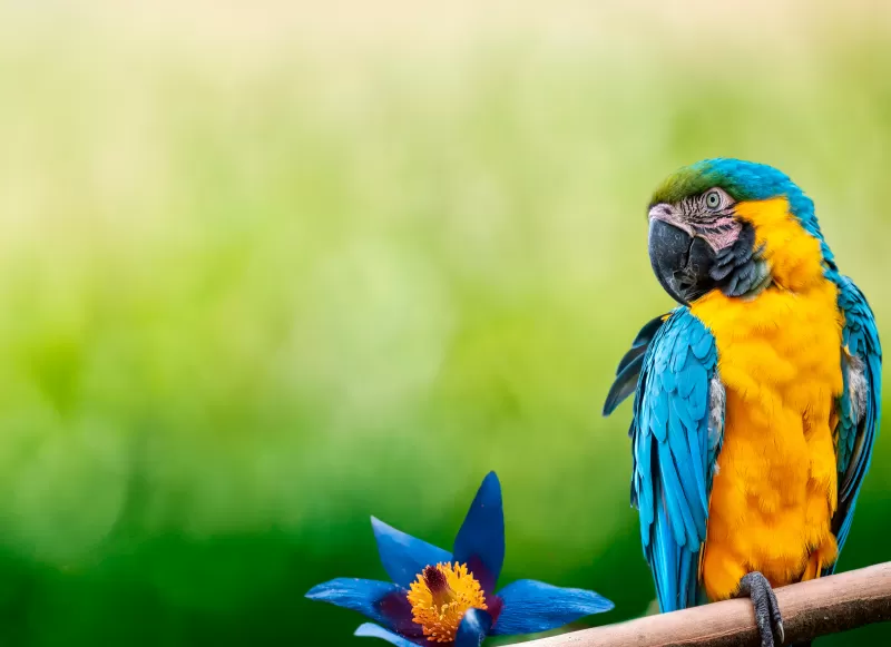 Macaw Parrot, Green background, Blue flower, 5K wallpaper