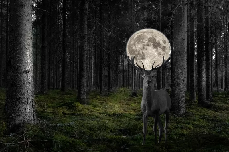 Deer, Moon, Surreal, Forest, Monochrome, 5K, 8K