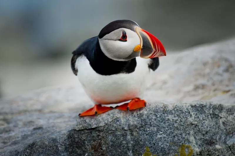 Atlantic puffin, Seabirds, Horned puffin