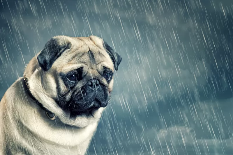 Sad Pug, Sad dog, Sad puppy, Raining, Sad animals, Sad face