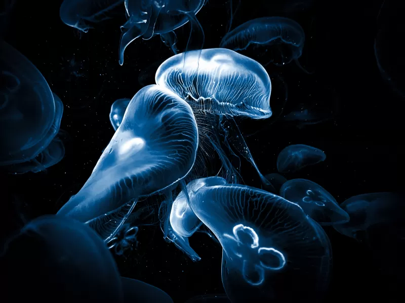 Jellyfishes, Underwater, Deep Sea, Dark background