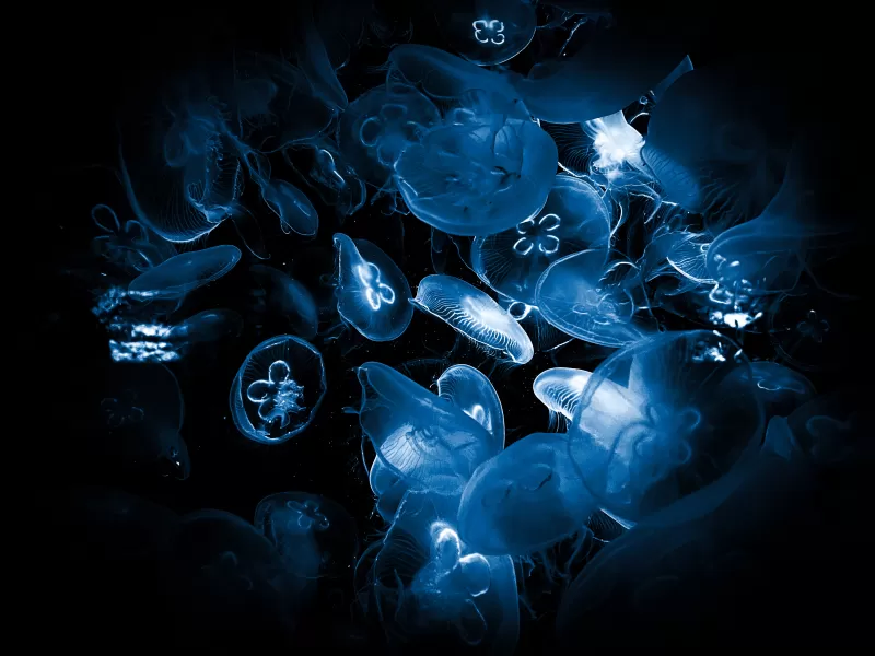 Jellyfishes, Deep Sea, Underwater, Dark background