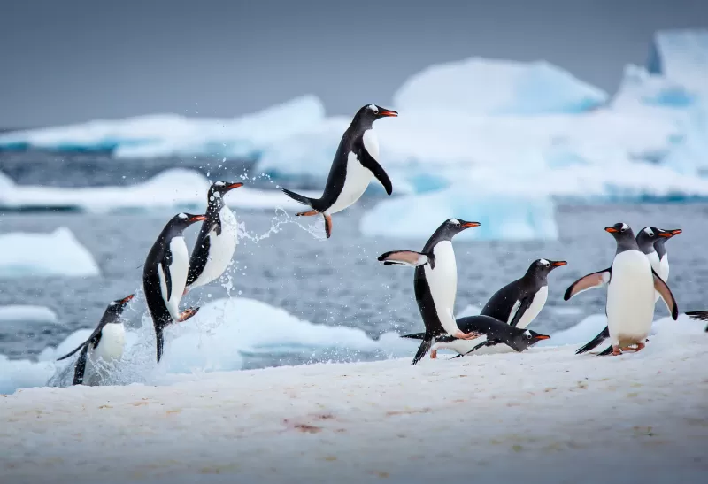 Gentoo penguins, Antarctica, Icebergs, 4K wallpaper