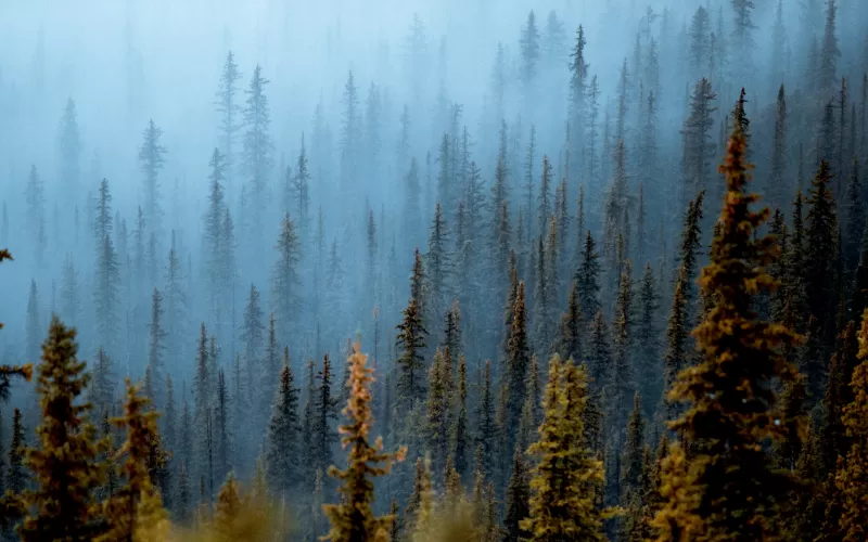 Foggy forest, Pine trees, Daytime, Banff National Park, Canada, 5K
