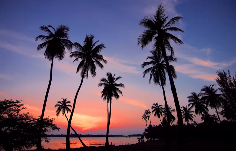 Palm silhouettes wallpaper, Tropical sunset, Purple sky