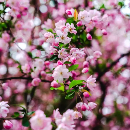 Cherry blossom, Pink flowers, Cherry bloom, Spring, 5K