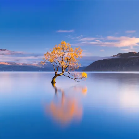 Lake Wanaka, New Zealand, Glacier lake, Lone tree, HONOR Magic Vs, Stock