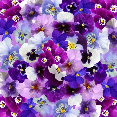 Pansy flowers, Colorful flowers, Blossom, Spring, Beautiful flowers, Aesthetic