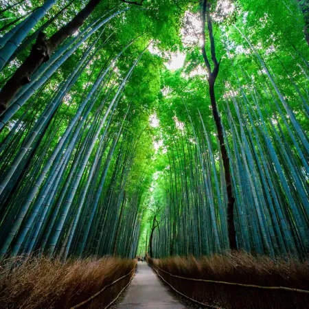 Bamboo Forest Trees
