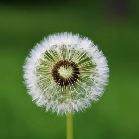 Dandelion flower, White, Green background, Aesthetic, Heart, Closeup, Beautiful, 5K
