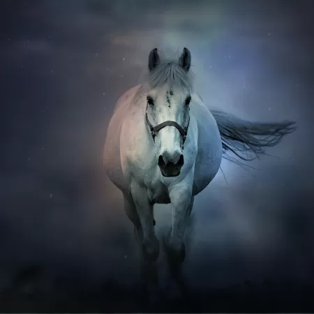 White horse, Running Horse, Dark background, 5K, 8K