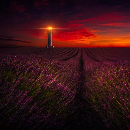 Sunset, Lavender fields, Lighthouse, Orange sky, Flowers, Evening, 5K