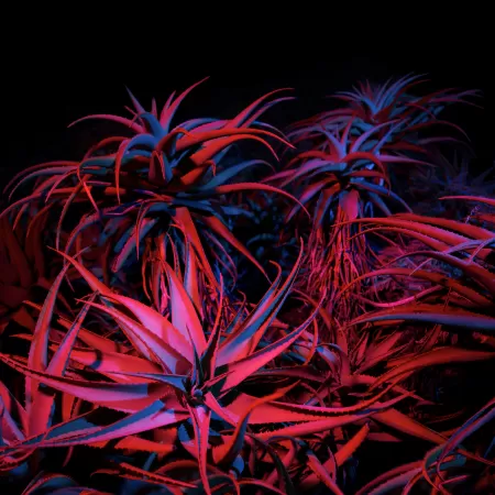 Aloe vera, Succulent, macOS Big Sur, Night, Plant, Stock, 5K