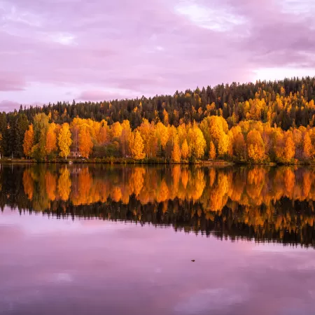 Autumn trees, Forest, Pink sky, Sunset, Reflection, Mirror Lake, Beautiful, Scenery, 5K, 8K