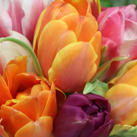 Tulips, Colorful, Floral Background, Bloom, Spring, Close up, 5K