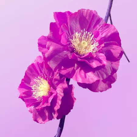 Hibiscus flowers, Pink flowers, Pink background