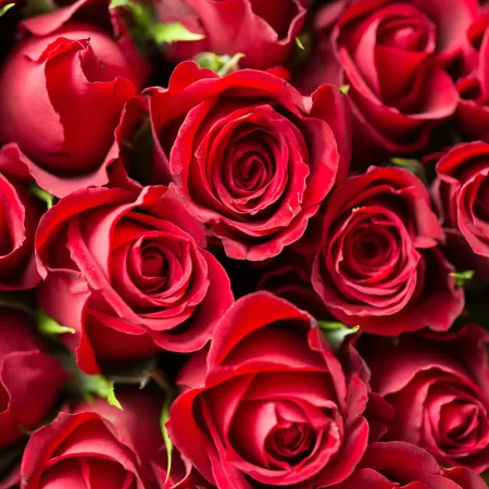 Red Roses, Red flowers, Rose flowers