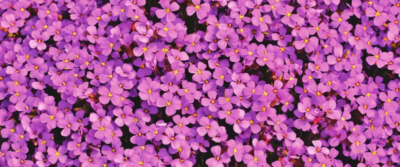 Aubrieta Flowers, Beautiful, Violet, Blossom, Spring, Bloom, Purple, Floral Background, Aesthetic, 5K