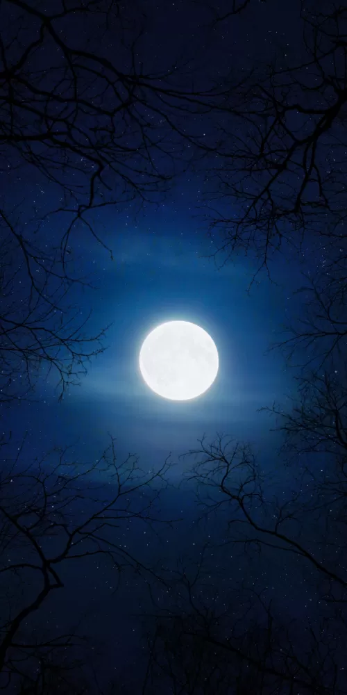 Moon, Night, Cold, Trees, Blue Sky, Full moon