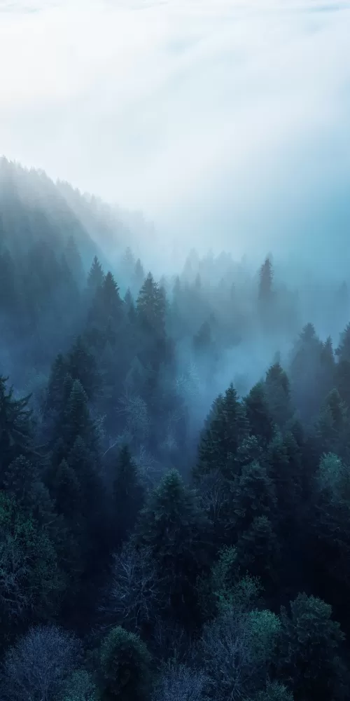 Forest, Rhone-Alpes, Sunlight, Morning fog, Blue, Ambiance