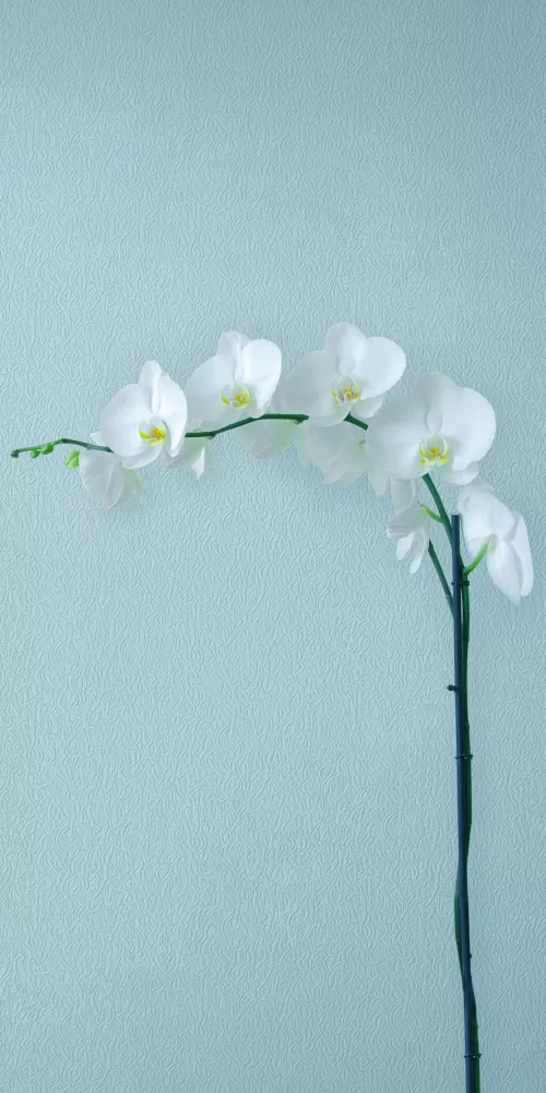 White Orchids, Orchid flowers, Branch, Artificial flowers, Stock