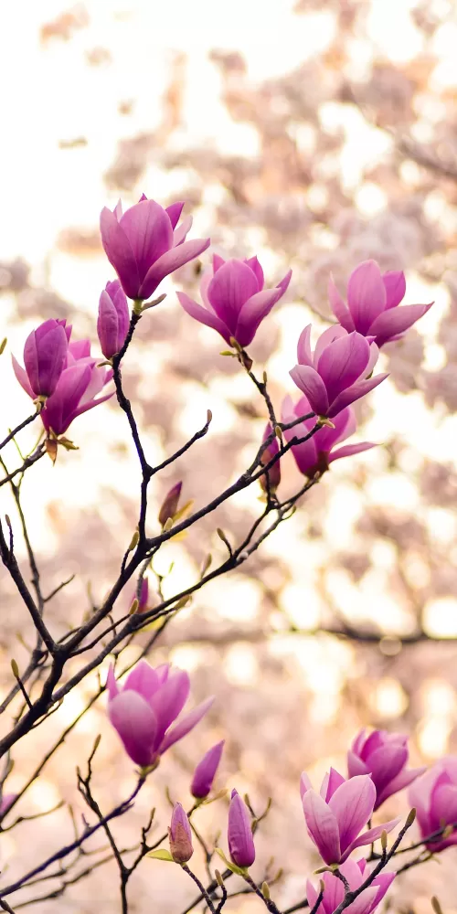 Magnolia flowers, Purple Flowers, Plant, Branches, Spring, Blossom, 5K