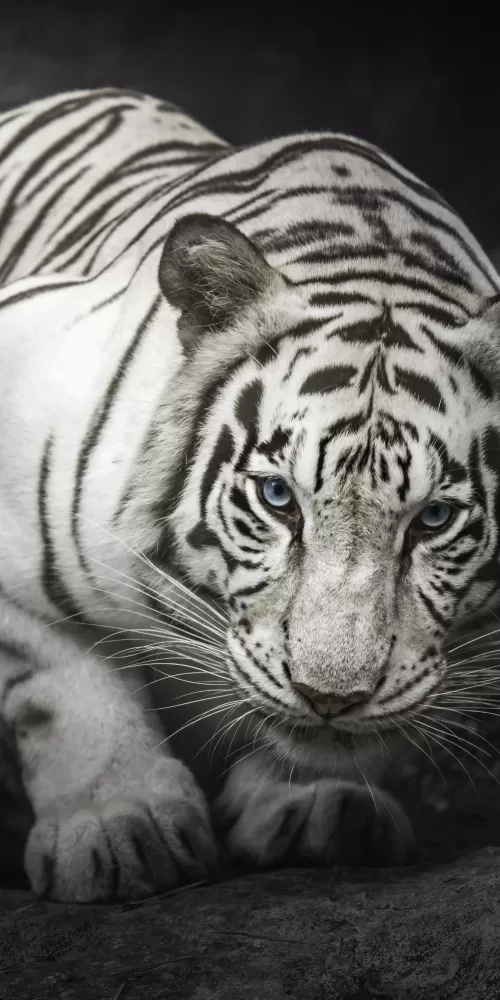 White Bengal Tiger, Monochrome, Rocks, Starring, White tiger