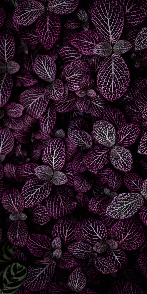 Purple leaves, Plant, Floral, Pattern
