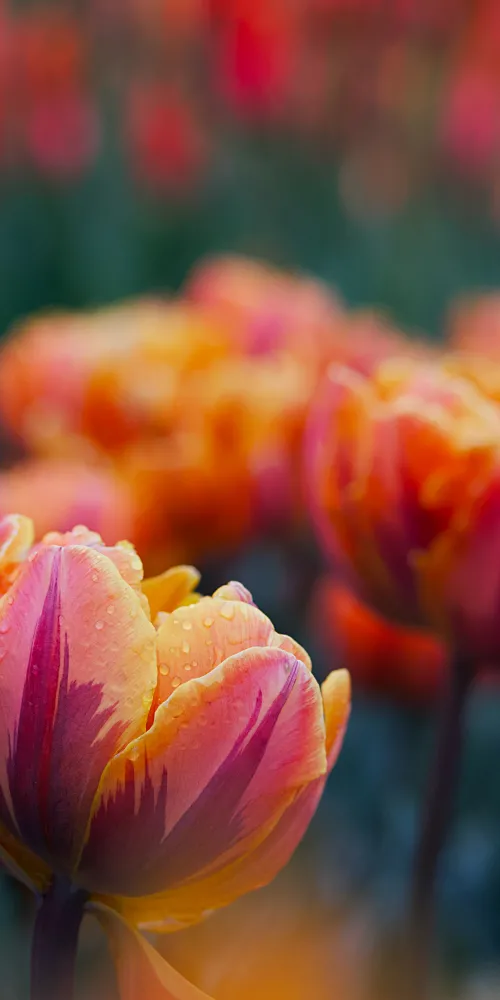 Garden tulips iPhone Wallpaper