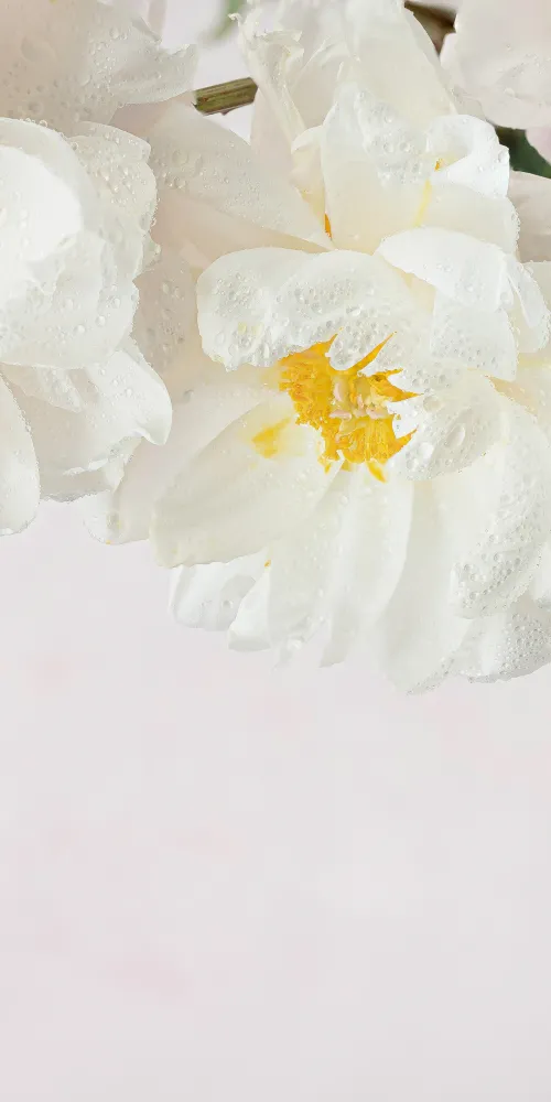 Peony flowers, White peonies, White flowers, White background, 5K