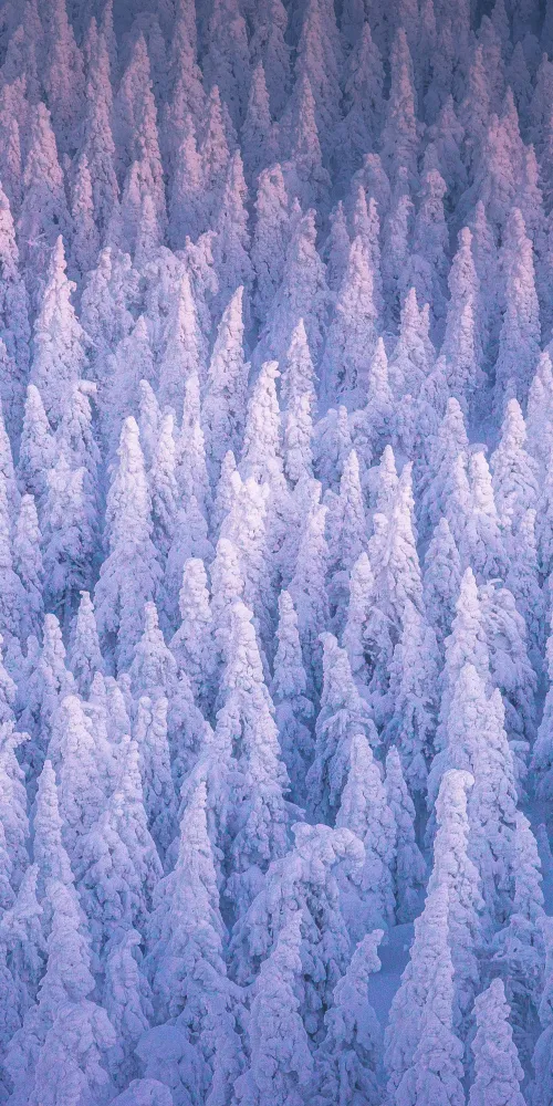 Snow covered, Winter forest, Cold, Frozen trees, 5K, Russia