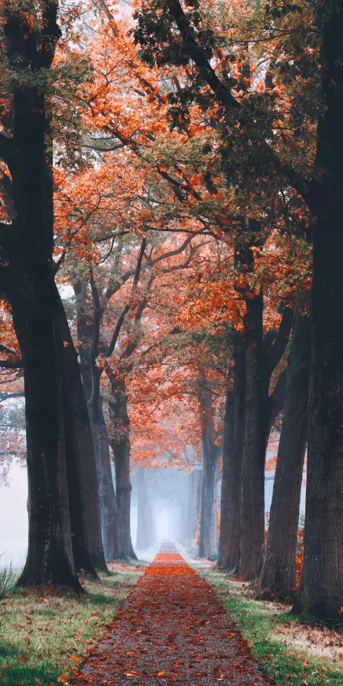 Autumn, Trees, Path, Foggy, Morning, Foliage, Fallen Leaves, 5K