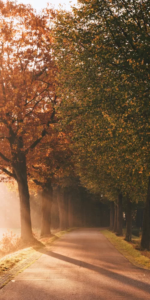 Autumn, Sunlight, Sun rays, Foggy, Morning, Road, Sunrise, Trees