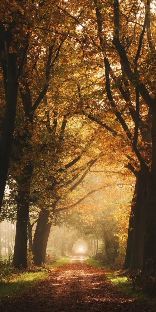 Autumn, Forest, Foggy, Yellow, Sunlight, Path, Dirt road