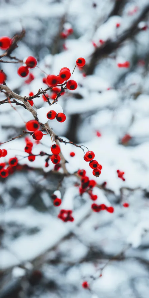 Frost Berries 4K wallpaper, Winter, Snow covered