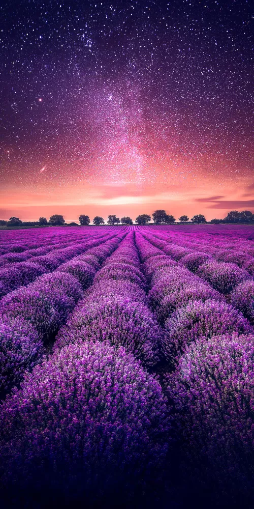 Lavender farm, Lavender fields, Sunset, Starry sky, Dawn, Purple, Landscape, Scenic