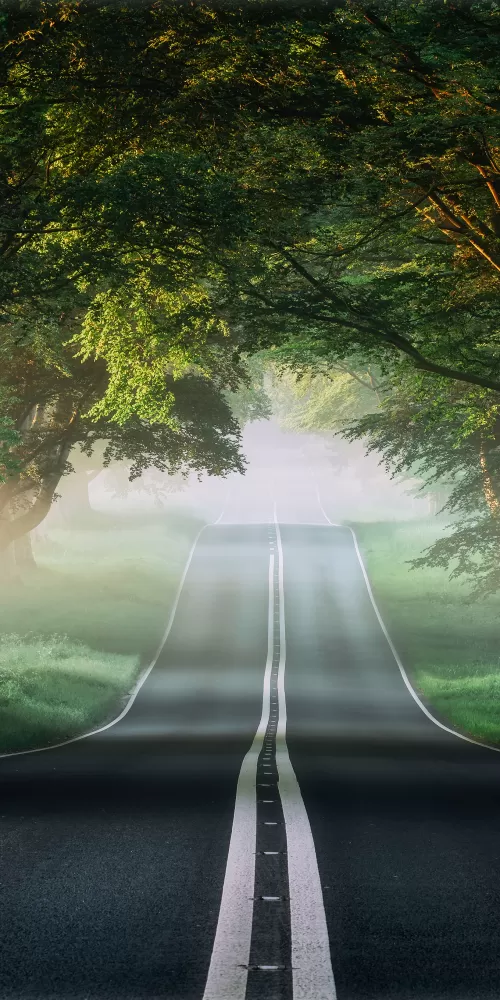 Forest, Road, Mist, Avenue Trees, Plants, Green, Spring, Foggy