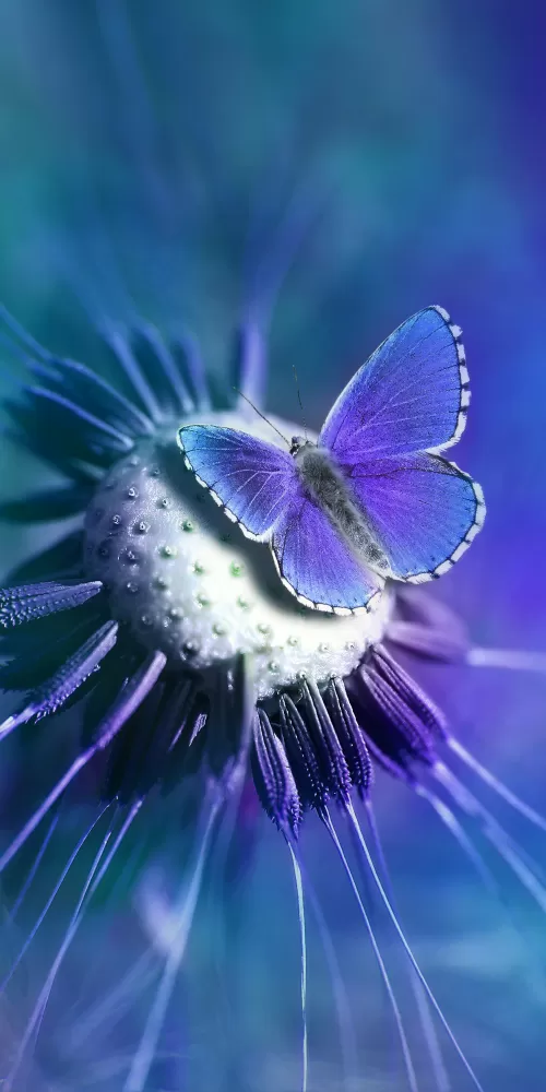 Butterfly, Lycaenidae, Blue, Closeup, Purple