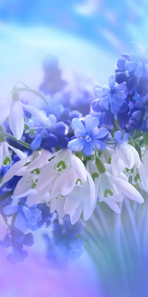 Blue flowers, Hyacinth, White, Blossom, Nature