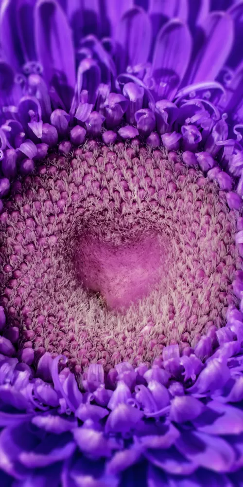 Violet flowers, Closeup, Macro, Daisy flower, Heart, Blossom, Beautiful, Aesthetic