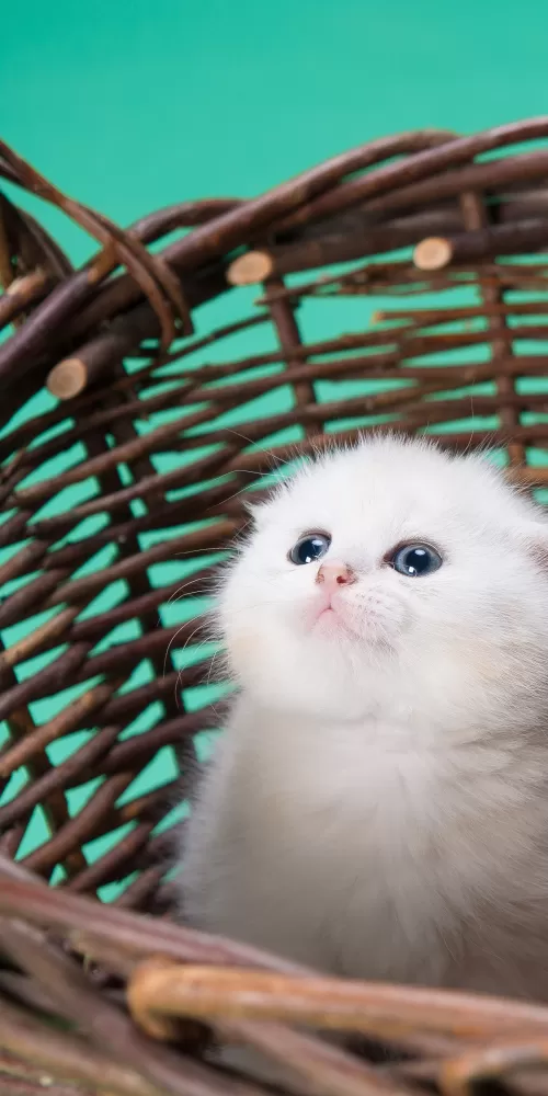 White cat, Kitty, Basket, Puppy, Blue background, Pet, Cute Kitten, 5K