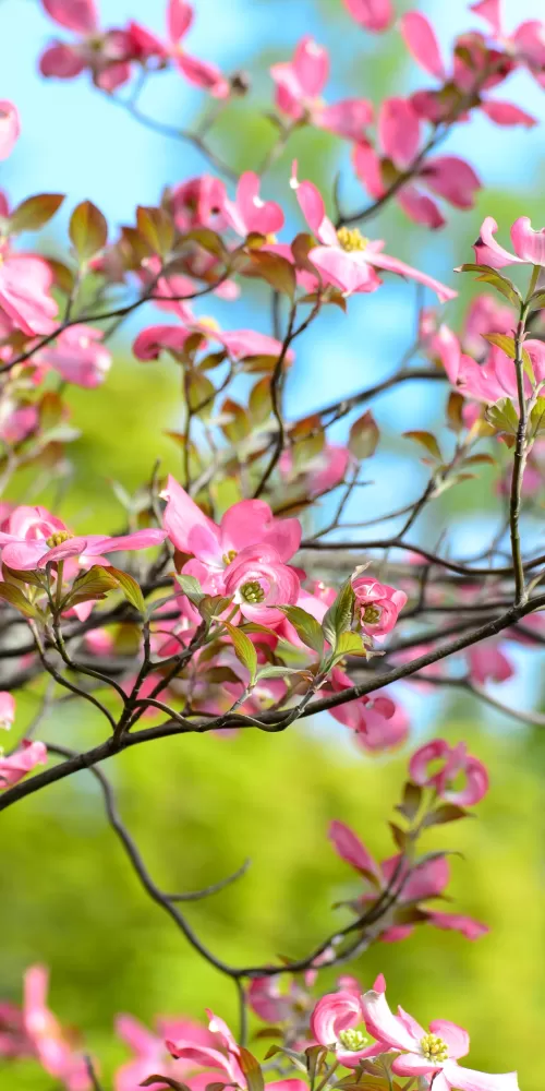 Pink flowers, Spring, Bokeh, Beautiful, Green, Bloom, 5K