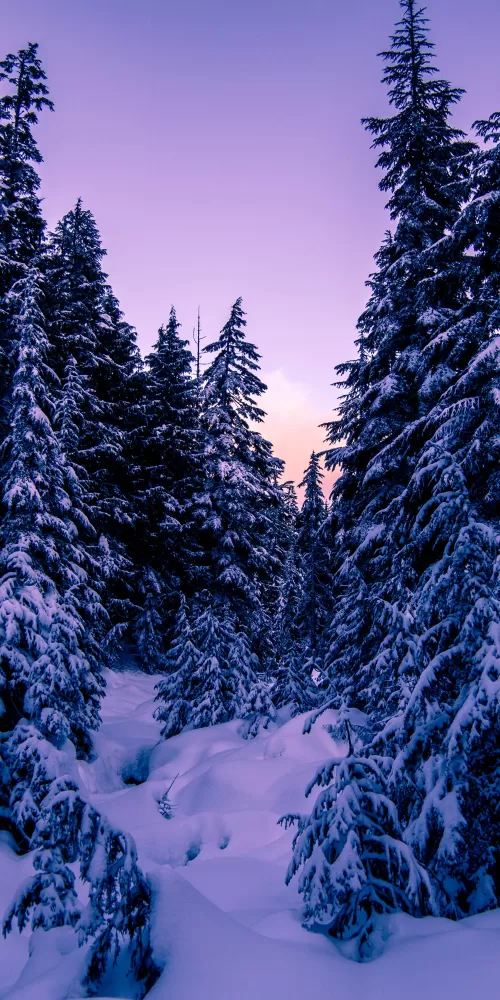Pine trees, Snow covered, Purple sky, Sunset, Winter, 5K