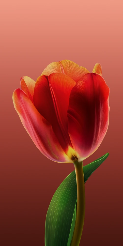 ColorOS 15, Rose wallpaper